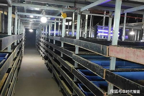 豐優9號蛋白蟲養殖 可制作各種美容產品,也可做飼料